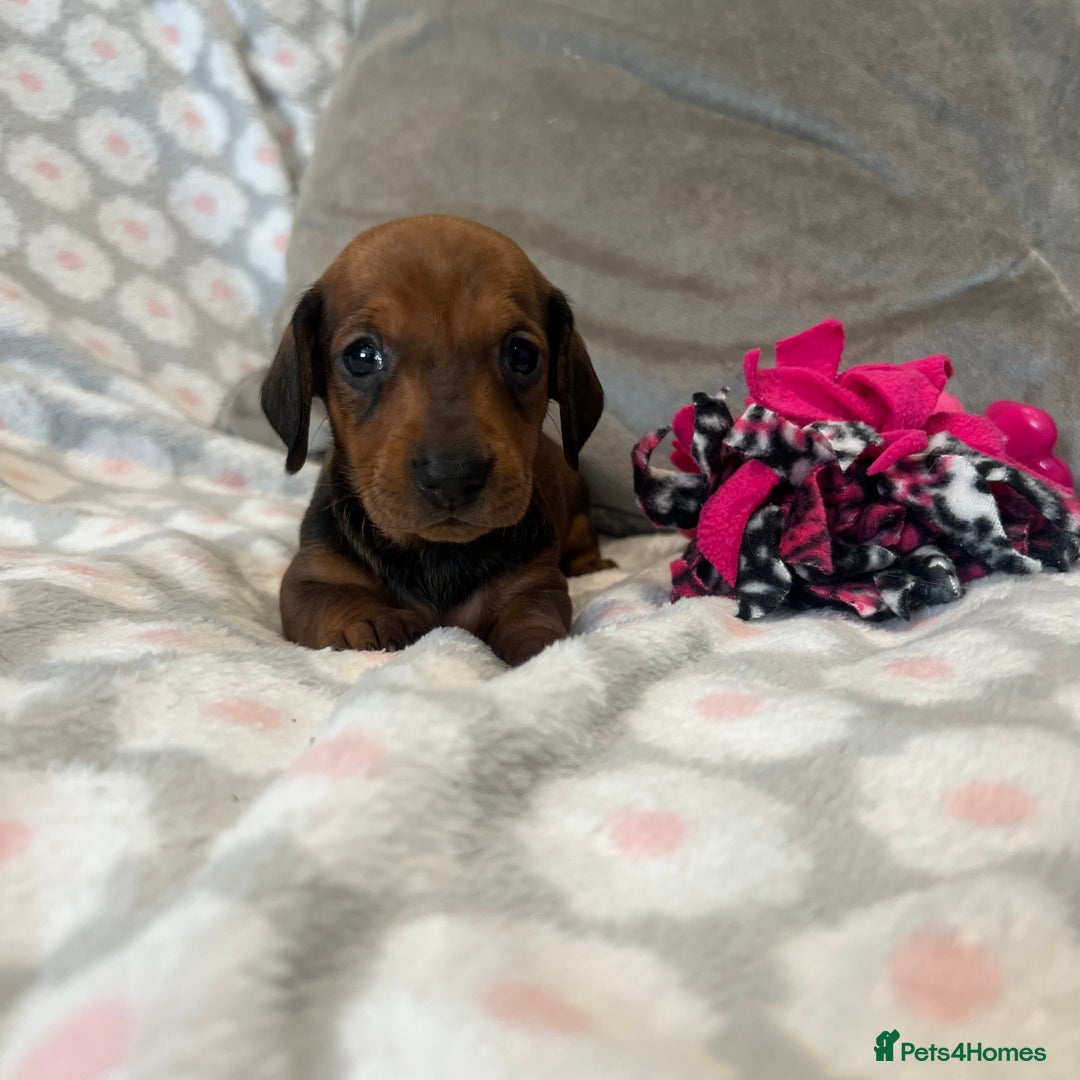 Dachshund dogs for sale: Standard smooth dachshunds from champion parents - Image 15