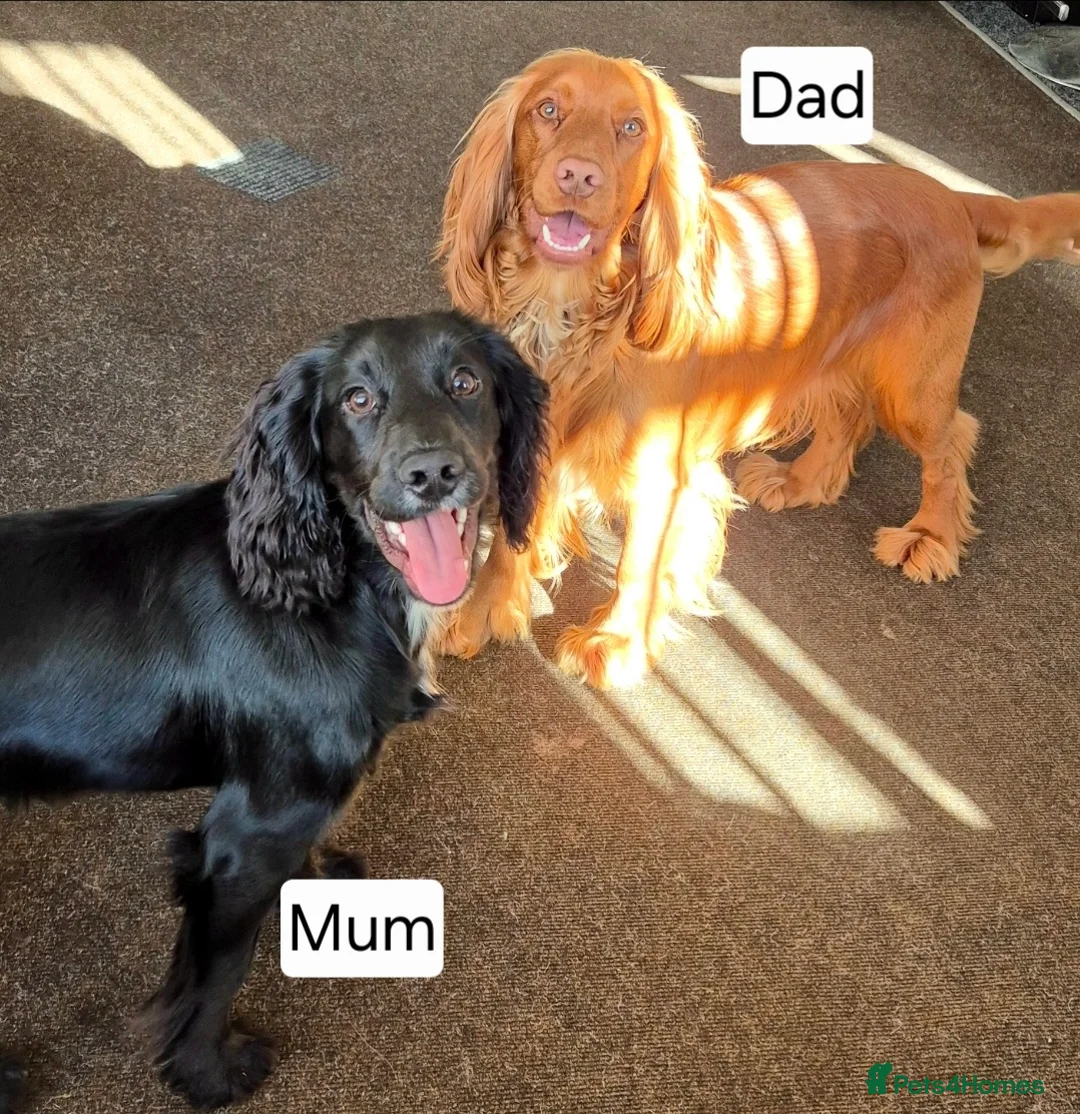 Cocker Spaniel dogs for sale: Beautiful Cocker-Spaniel pups for sale in Oldham - Advert 1