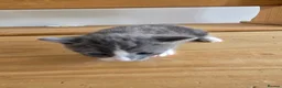 British Shorthair cats for sale: Bombay / British short hair kittens in Hinckley - Advert 10