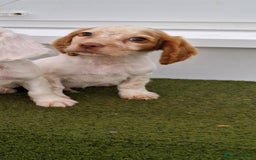 Cocker Spaniel dogs for sale: Stunning Cocker spaniel puppy's  - Image 2