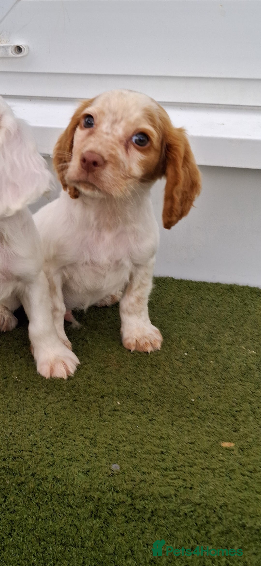Cocker Spaniel dogs for sale: Stunning Cocker spaniel puppy's  - Image 2