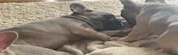 French Bulldog dogs for sale: Stunning boy kc pedigree puppy - Advert 9