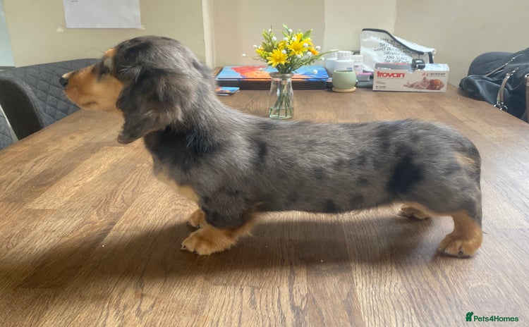 Miniature Dachshund dogs - Advert 3