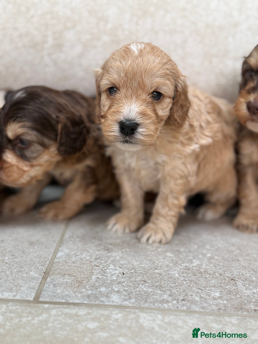 Labradoodle dogs for sale: Unique Stunning miniature doodles - Advert 19