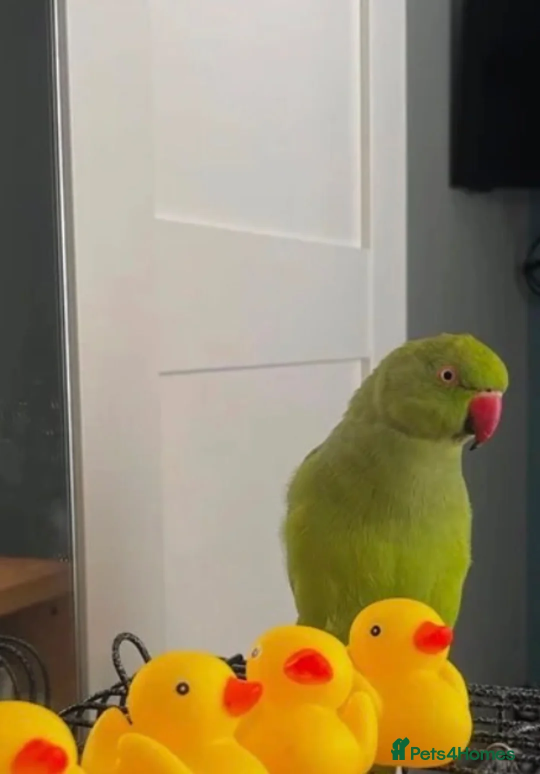 Ringnecks birds for sale: Young Indian Ringneck parakeet with cage  - Advert 2