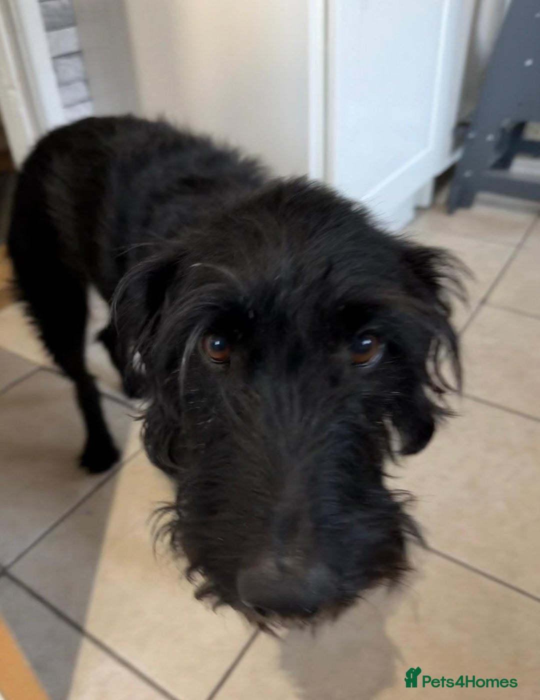 Mixed Breed dogs for adoption: Sweet Oscar Needs Love  - Advert 3
