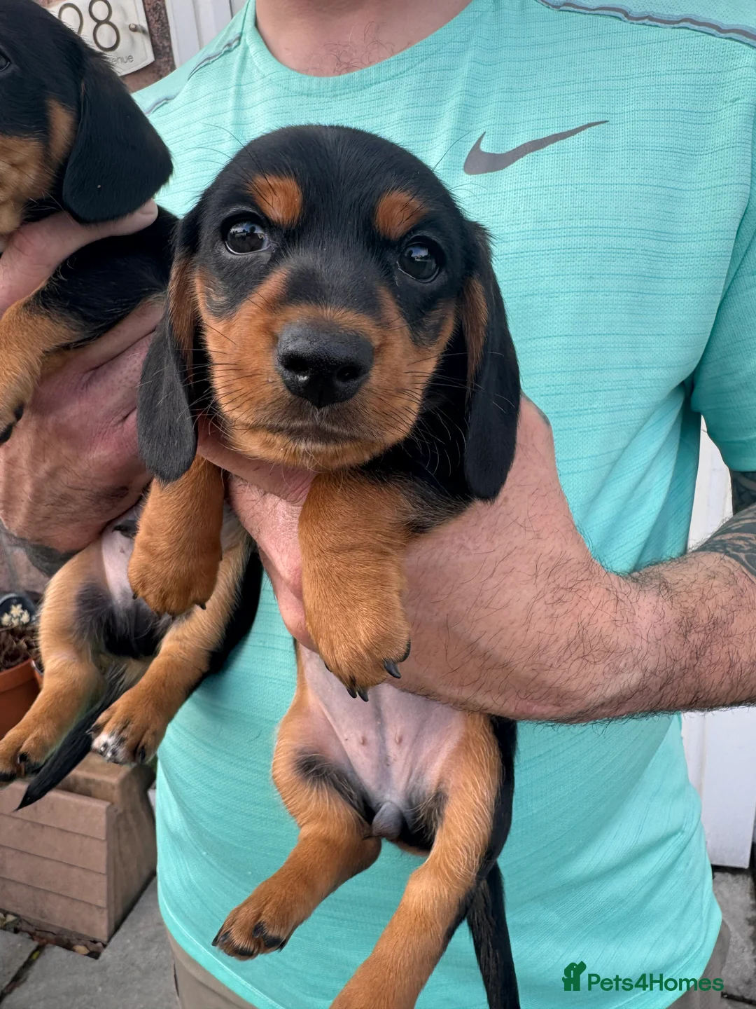 Miniature Dachshund dogs for sale: Ready now-1 KC registered miniature dachshund boy - Advert 21
