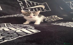 Mixed Breed cats for sale: Tabby/calico  - Image 16