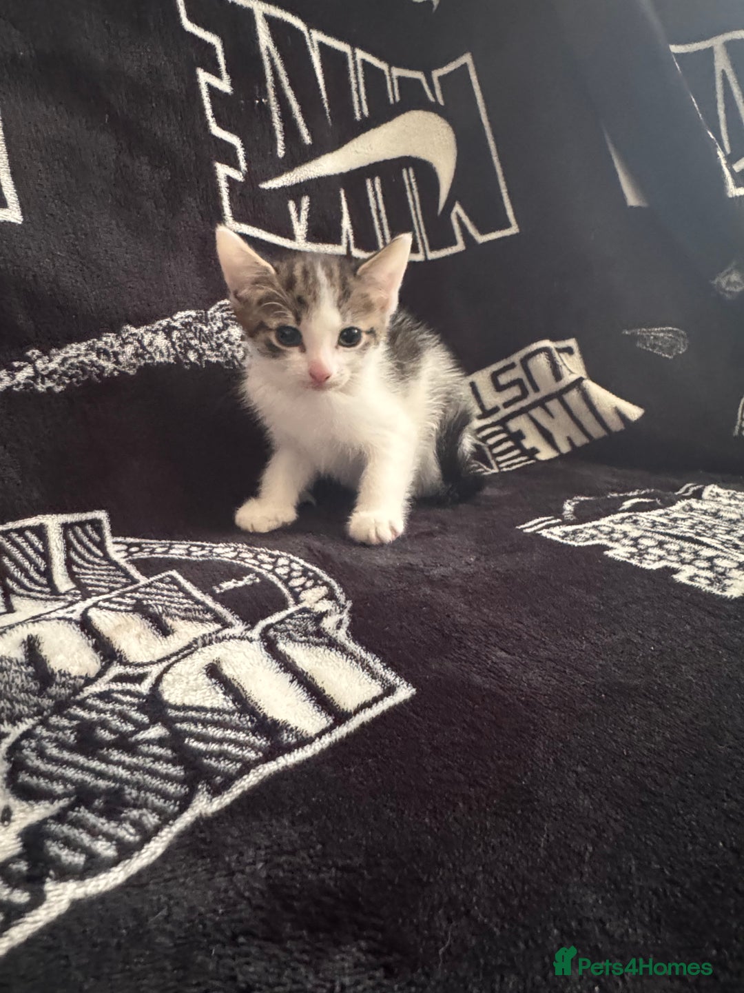 Mixed Breed cats for sale: Tabby/calico  - Image 16
