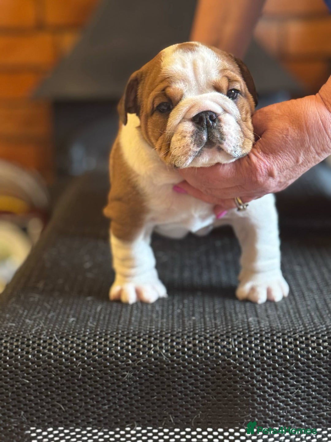 English Bulldog dogs for sale: Kennel Club Registered Standard Colour Bulldogs - Image 5