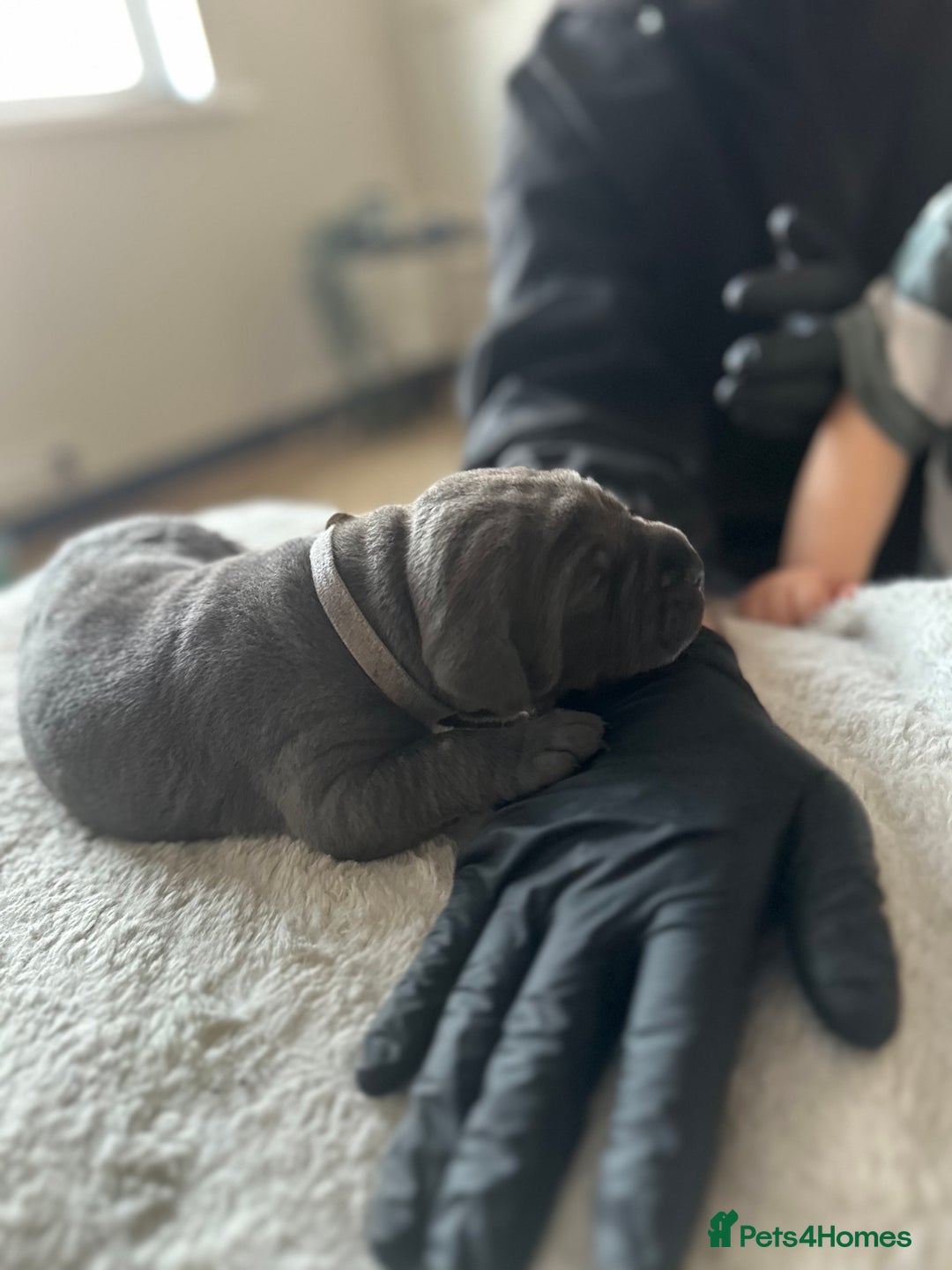 Cane Corso dogs for sale: Lupo D’Italia Kennels - Advert 20