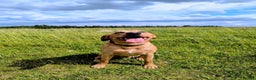 Labrador Retriever dogs for stud:  KC Registered Fox Red Labrador Retriever for stud in Doncaster - Advert 3