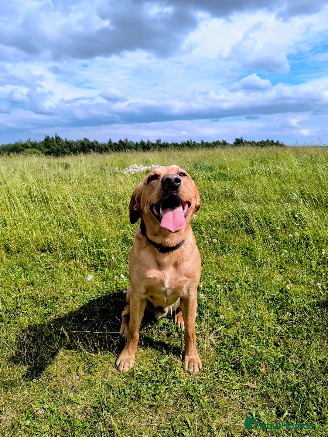 Labrador Retriever dogs for stud:  KC Registered Fox Red Labrador Retriever for stud in Doncaster - Advert 3