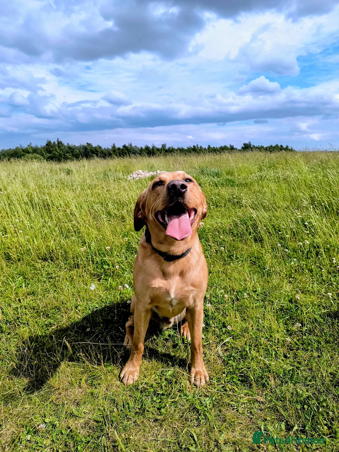 Labrador Retriever dogs for stud:  KC Registered Fox Red Labrador Retriever for stud in Doncaster - Advert 3