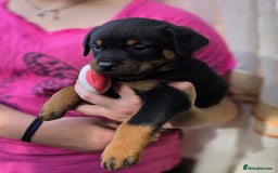 Rottweiler dogs for sale: Rottweiler puppies  - Image 14