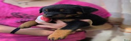 Rottweiler dogs for sale: Rottweiler puppies  - Advert 14