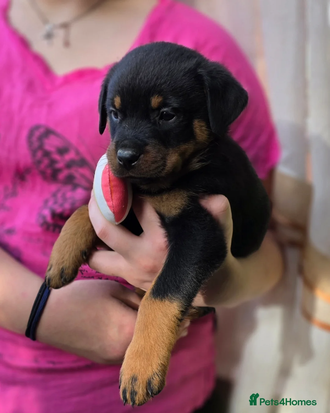 Rottweiler dogs for sale: Rottweiler puppies  - Advert 16