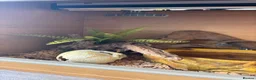 Corn Snake reptiles for sale: Gorgeous Cinder Corn Snake and full set up in Andover - Advert 12