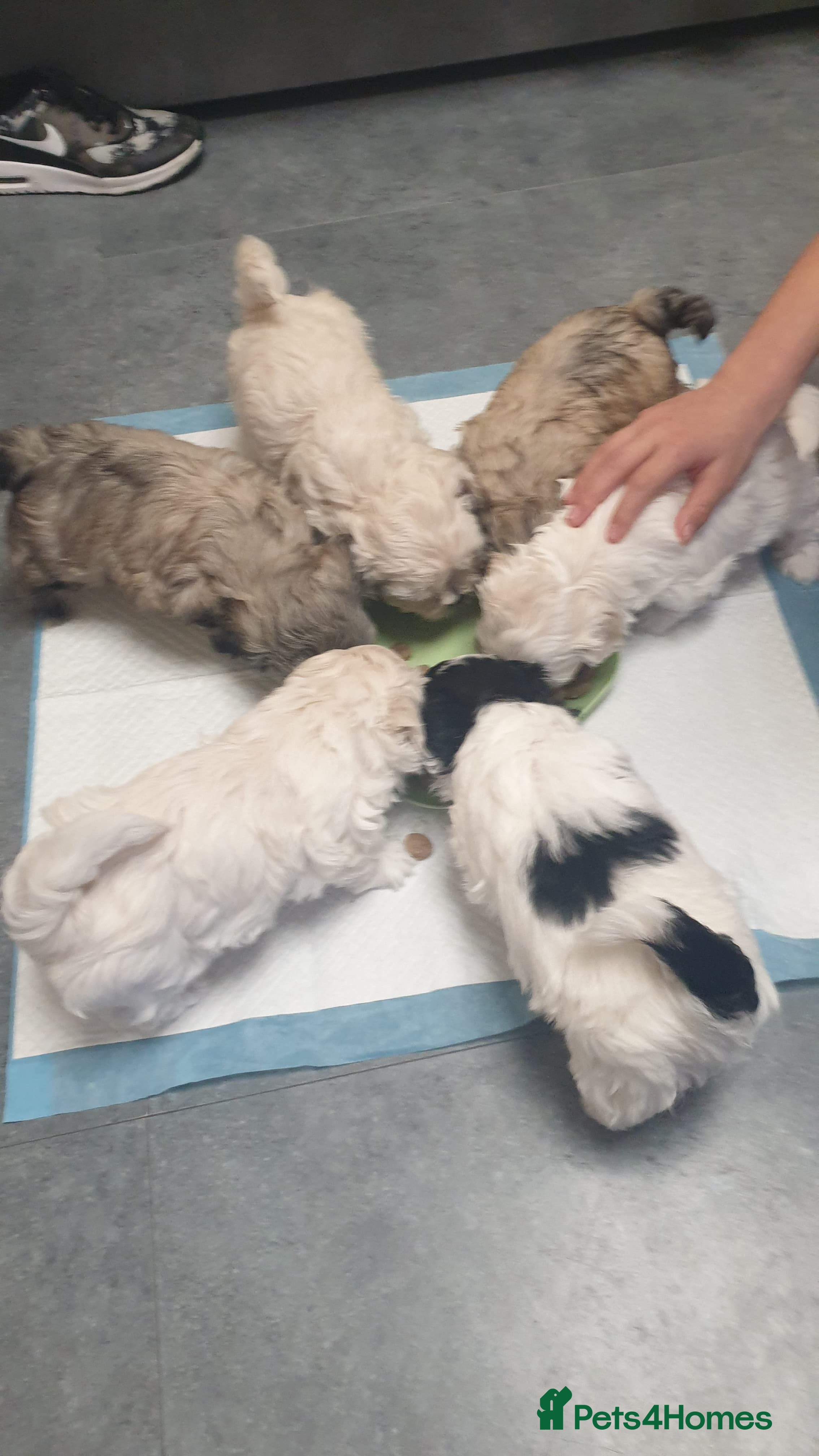 Bichon Frise dogs for sale: 6 bishon frezze ready for new home. - Advert 1