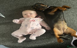 Miniature Dachshund dogs for sale: Looking for a 5 star home - Image 6