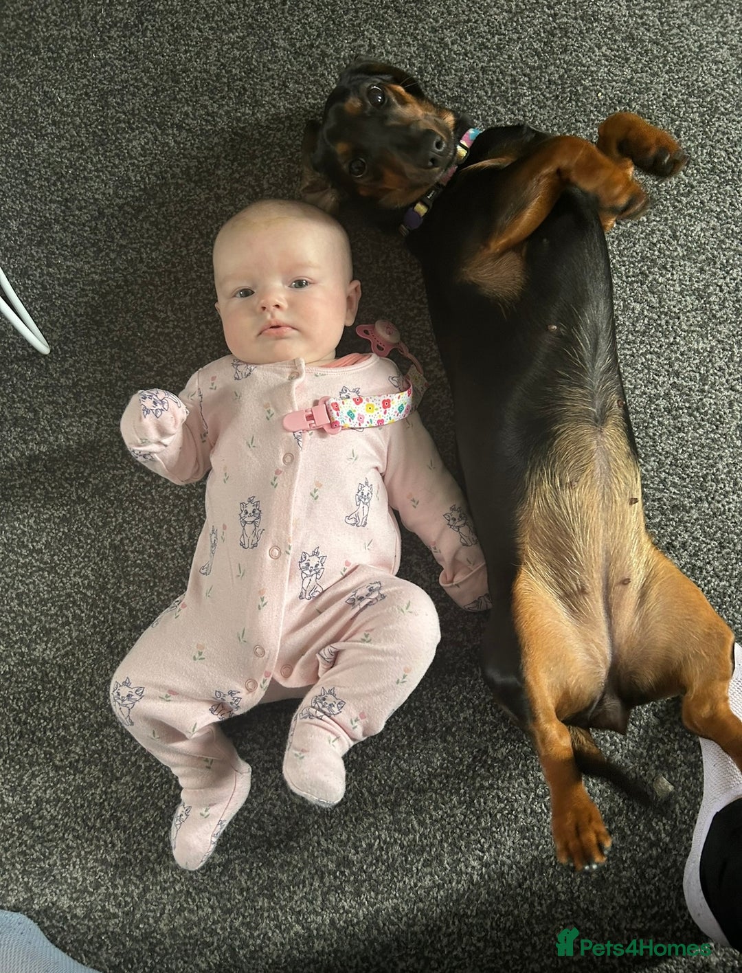 Miniature Dachshund dogs for sale: Looking for a 5 star home - Image 6