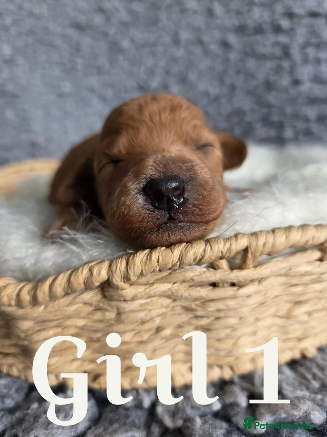 Miniature Poodle dogs for sale: Miniature Poodles RED DNA tested Manchester in Manchester - Advert 2