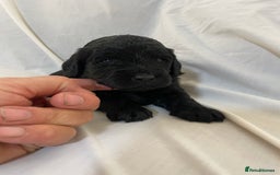 Sproodle dogs for sale: F1 Miniature Sproodles from Health Tested Parents. - Image 11