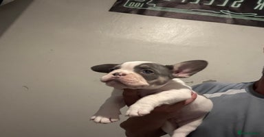 French Bulldog dogs - Advert 13