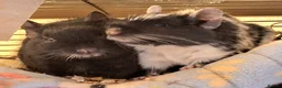 Degus rodents for sale: Degu Pair Black Neutered Male Black Pied Female  - Advert 1