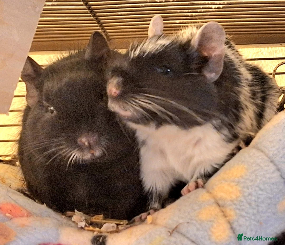 Degus rodents for sale: Degu Pair Black Neutered Male Black Pied Female  - Advert 1