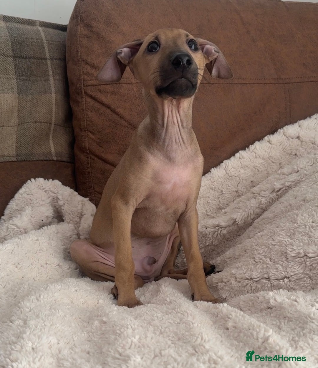 Italian Greyhound dogs for sale: 2 Stunning Italian Greyhound Boys – Ready Now - Image 8