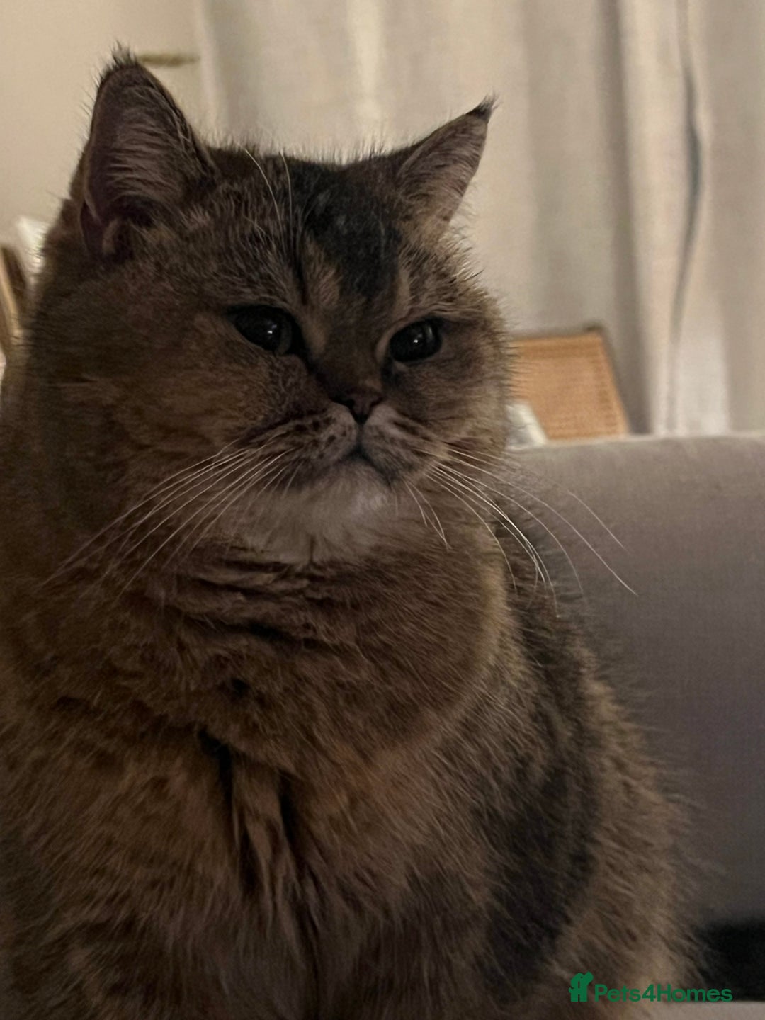 British Shorthair cats for sale: Chunky Black Tipped British Shorthair for sale - Advert 3