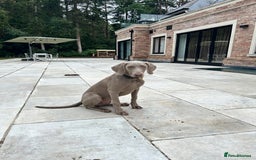Weimaraner dogs for sale: Weimaraner 5 Months Old, Looking for a Loving Home - Image 2