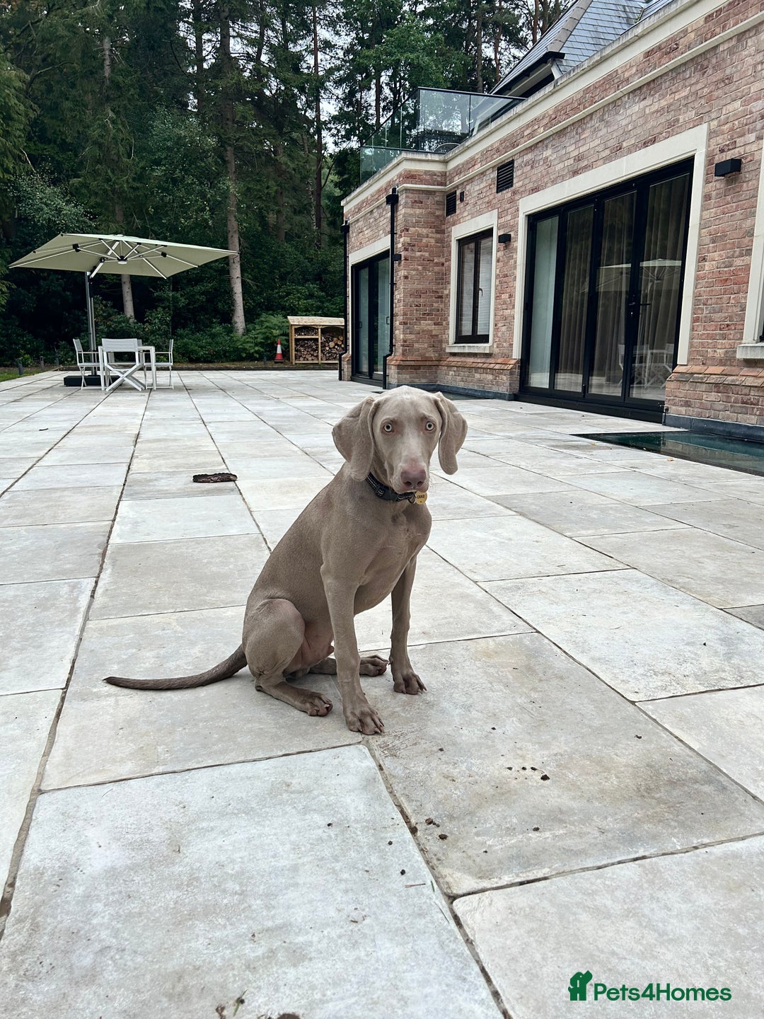 Weimaraner dogs for sale: Weimaraner 5 Months Old, Looking for a Loving Home - Image 2