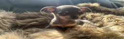 Chihuahua dogs for sale: Litter of chihuahua puppies ready to leave now  - Advert 25