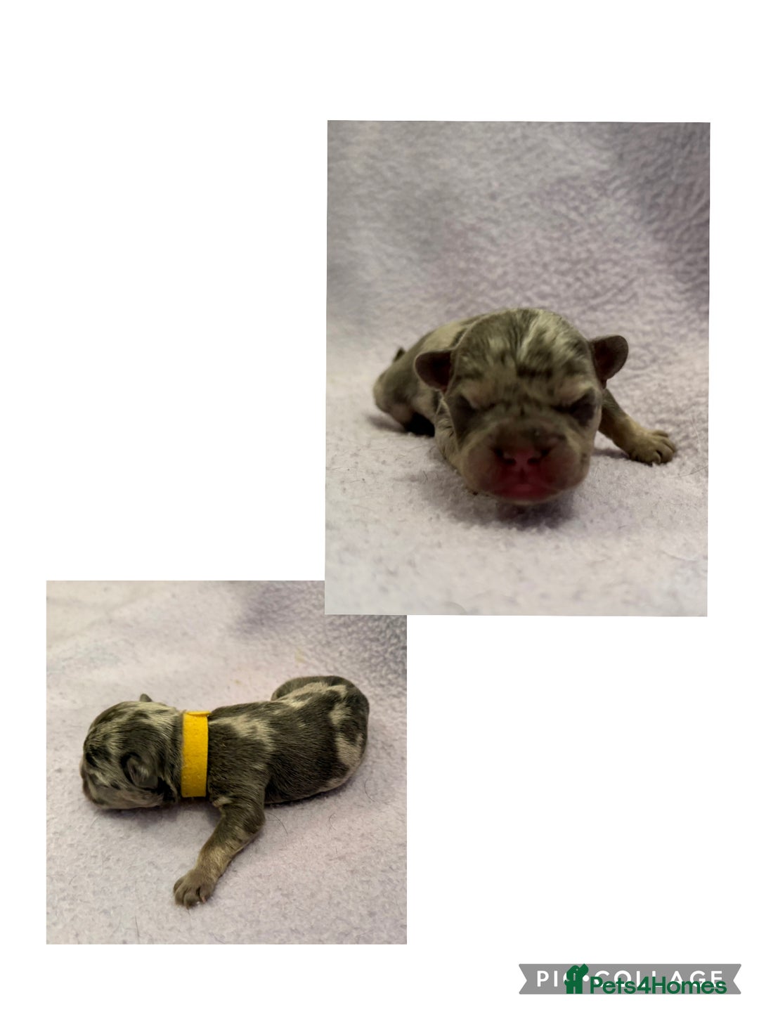 French Bulldog dogs for sale: Beautiful KC registered French Bulldog puppies - Advert 14