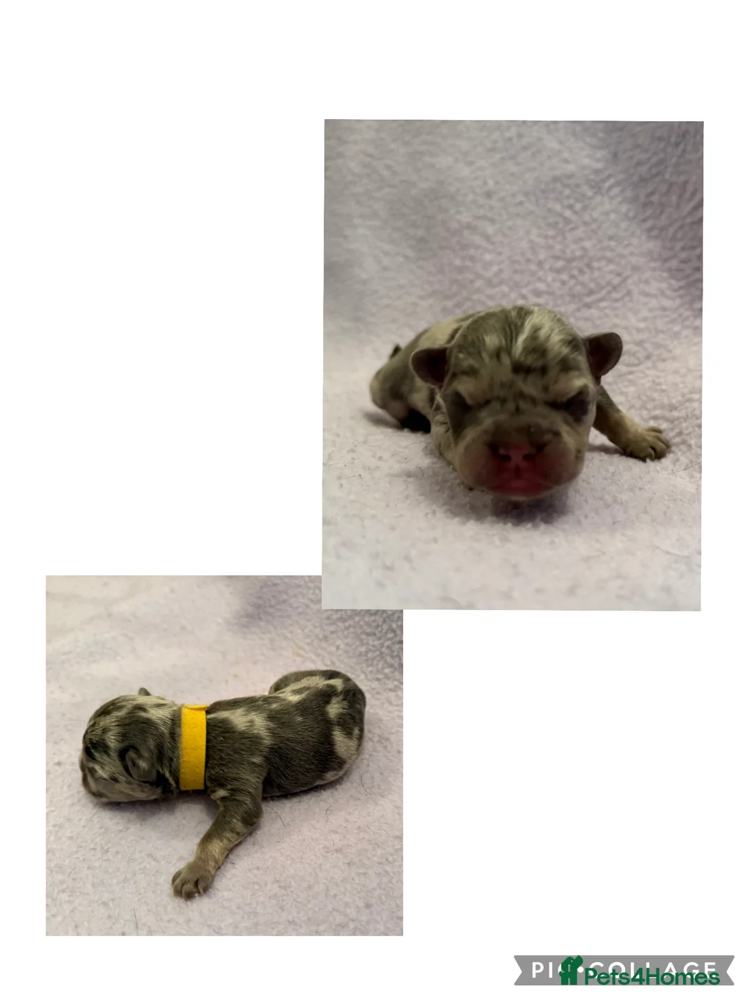 French Bulldog dogs for sale: LAST MALE LEFT beautiful KC reg French Bulldog - Advert 10