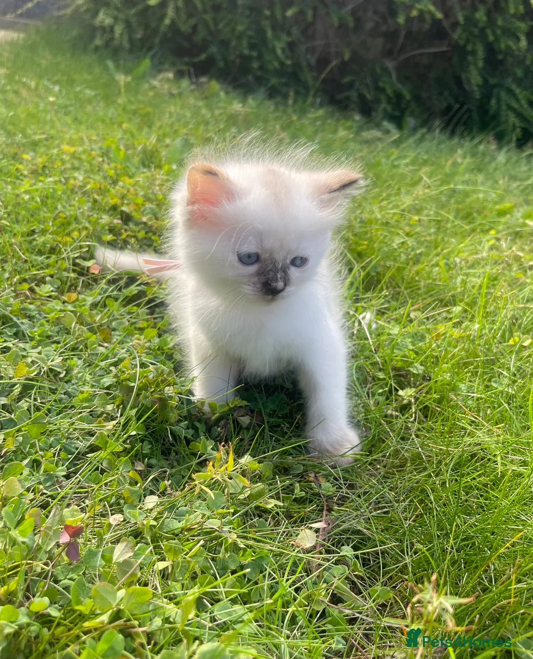 Ragdoll cats for sale: 🐾 Beautiful Ragdoll Girls rare colours 🐾 - Advert 20