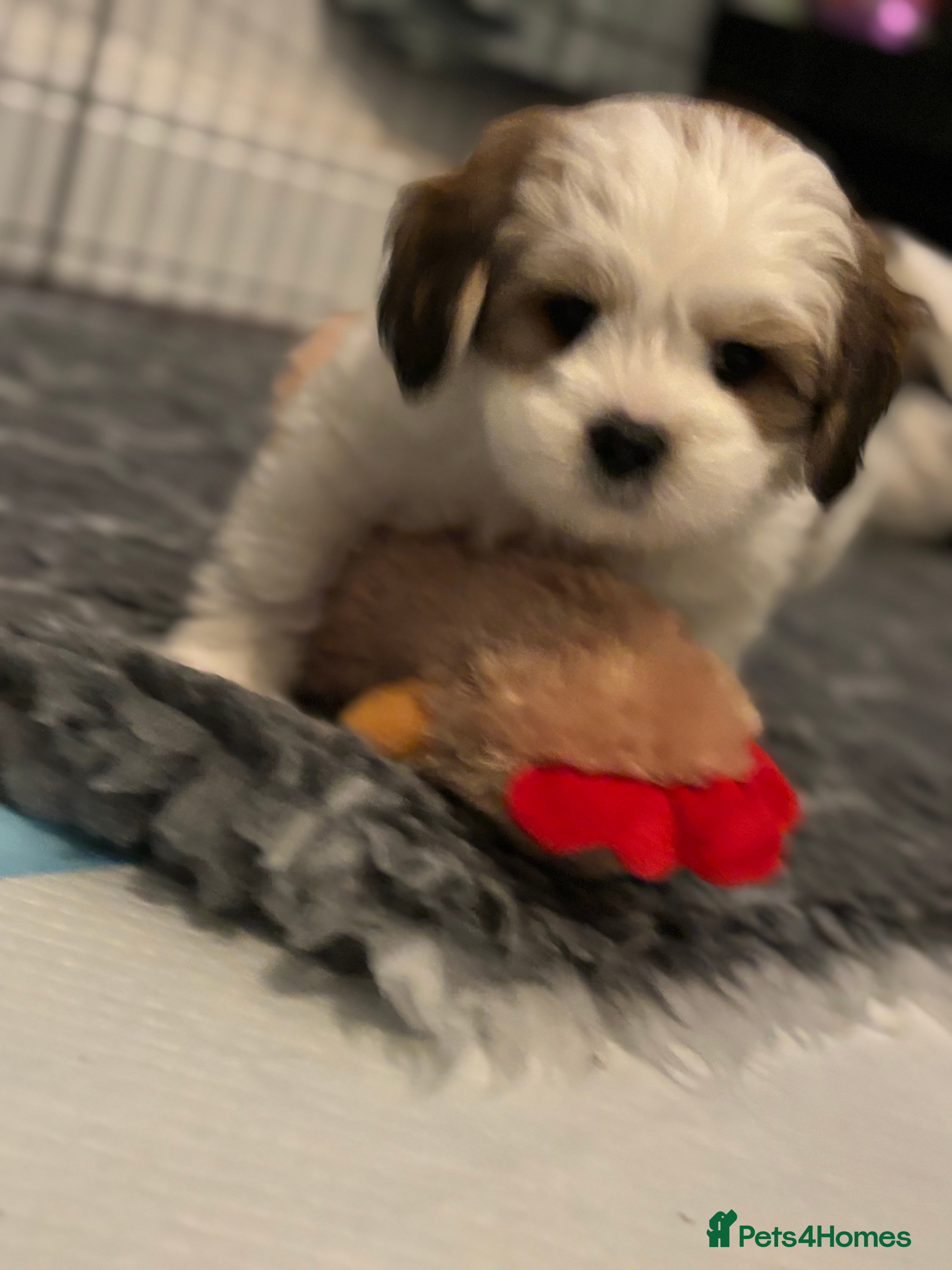 Mixed Breed dogs Now good to go . - Advert 6