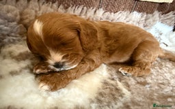 Cavapoo dogs for sale: Outstanding Red F1 cavapoo puppies H/C DNA CLEAR - Image 21