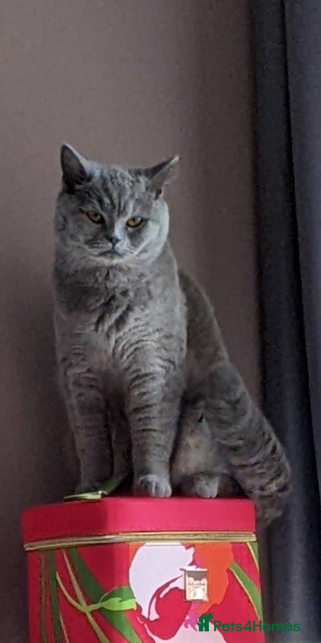 British Shorthair cats British Shorthairs 2 boys 1 girl - Advert 2