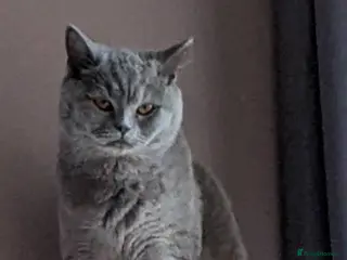 British Shorthair cats British Shorthairs 2 boys 1 girl - Advert 2