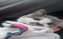 American Shorthair cats for sale: British shorthair cat - Advert 4