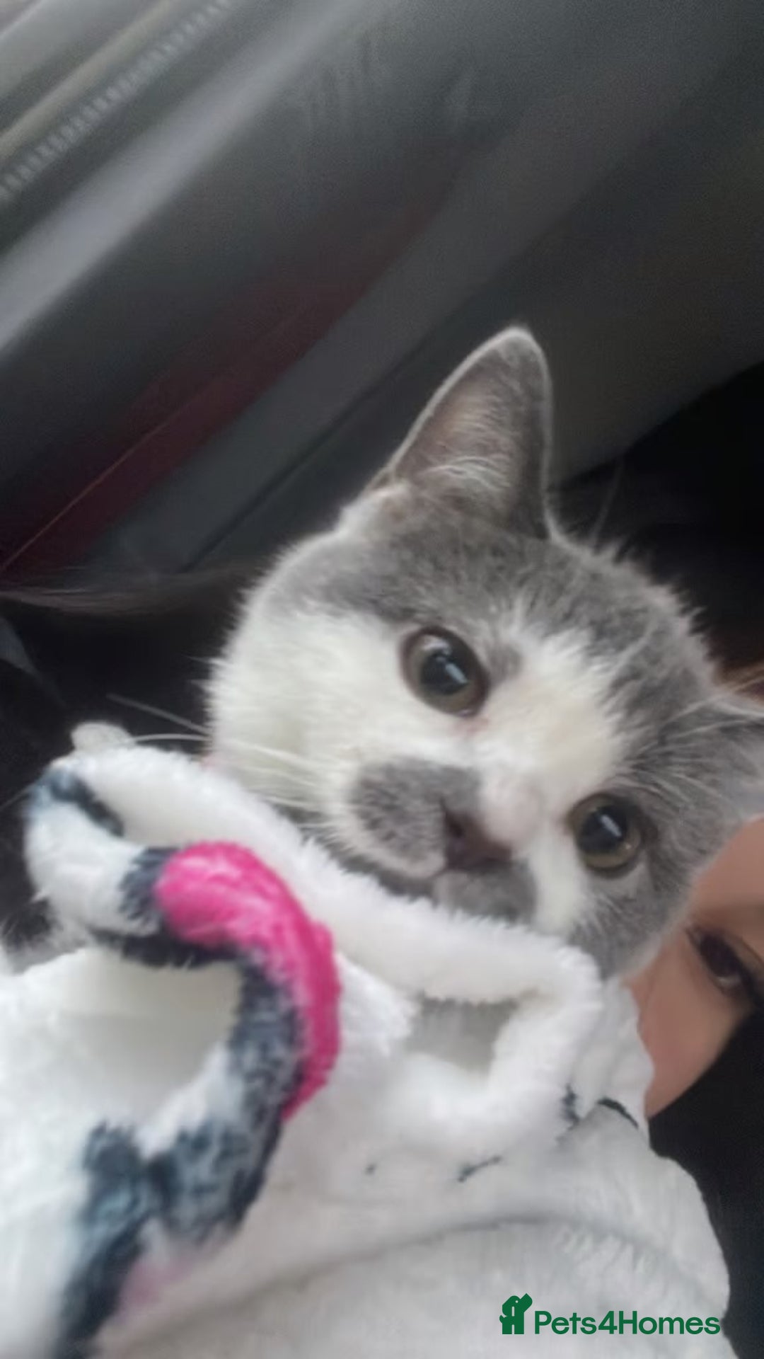 American Shorthair cats for sale: British shorthair cat - Advert 4