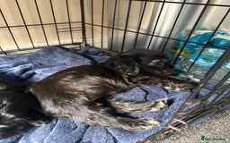 Cocker Spaniel dogs for sale: ⭐️⭐️⭐️⭐️⭐️5 star licenced breeder  cockerspaniels - Image 15