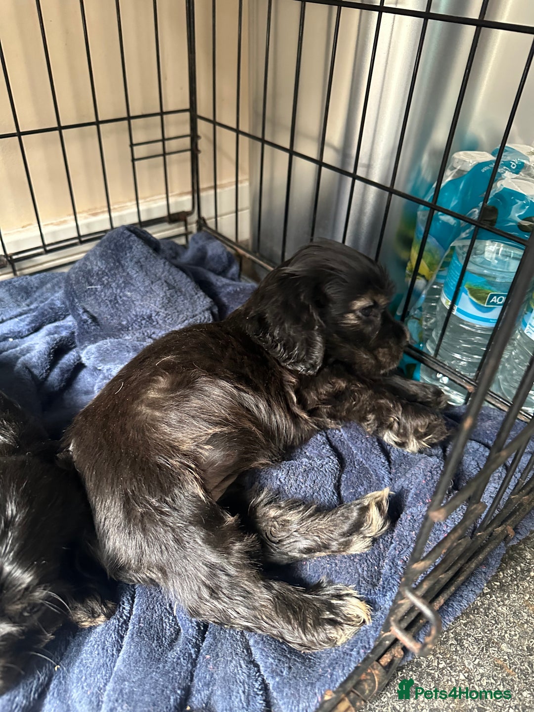 Cocker Spaniel dogs for sale: ⭐️⭐️⭐️⭐️⭐️5 star licenced breeder  cockerspaniels - Image 15