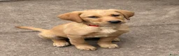 Labrador Retriever dogs for sale: Mixed litter black and blonde Labrador puppies  - Advert 7