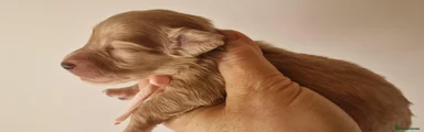 Miniature Dachshund Puppy 5