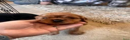 Cavalier King Charles Spaniel dogs for sale: Cavalier King Charles spaniel puppies - Advert 2