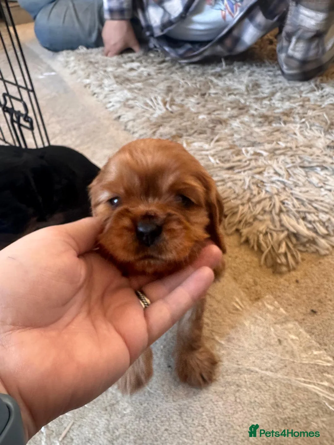 Cavalier King Charles Spaniel dogs for sale: Cavalier King Charles spaniel puppies - Advert 2